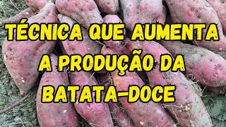 Técnica que Aumenta a Produtividade da Batatadoce [upl. by Ynoep952]