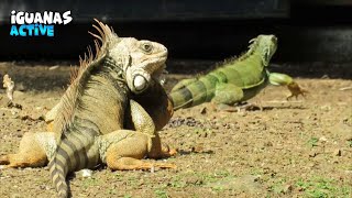 Pulchritudinous Iguanas in Talking Stages [upl. by Aknaib]