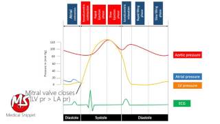 Wiggers Diagram  Cardiac Cycle [upl. by Fay]