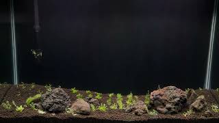 Next Planted Aquarium Projects [upl. by Eak]