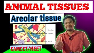 Areolar tissueareolar connective tissue by sagar zoology SAGAR12695 [upl. by Niro13]