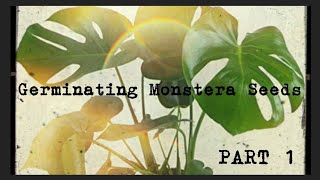 Growing Monstera Deliciosa From Seed  PART 1 [upl. by Sheridan53]