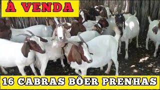 16 Cabras Bôer já PRENHAS à venda [upl. by Ecidna210]