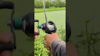 Crazy Catfish catching with rod amp Reel 😱 fishing catfish hookfishing rodfishing [upl. by Anitsud]