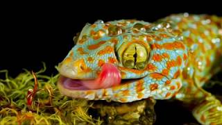 picture gecko screaming vine  tokay calling  animal sound [upl. by Ydoow]