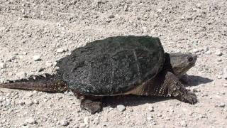 Snapping Turtle Chelydridae Chelydra serpentina on Road [upl. by Nayr998]