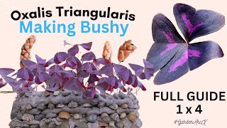 Ultimate oxalis triangularis experiment to make them bushy  butterfly plant hacks GardenArcX EP91 [upl. by Stoller755]