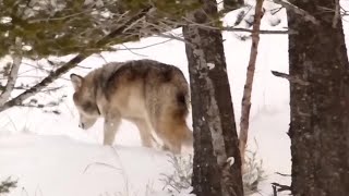 Montana approves new wolf and coyote trapping regulations to limit conflicts with grizzlies [upl. by Aikat598]