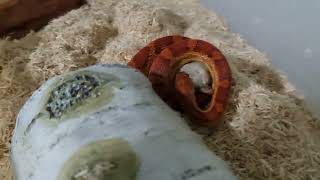 Corn Snake feeding 22 Oct 22 [upl. by Arimas967]