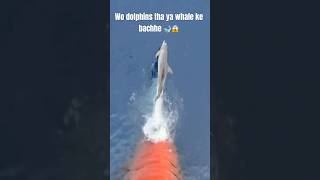 Wo dolphins tha ya whale ke bachhe 🐋😱msc ship viralvideowhaledolphin trending youtubeshorts [upl. by Krauss]