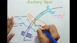 Axillary Vein  Anatomy [upl. by Horter]