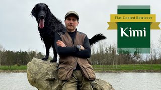 Kimi  Flat Coated Retriever  Spring is coming  2024 [upl. by Butta]