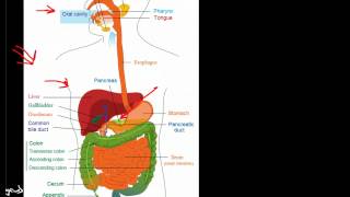 Overview of the Gastrointestinal System [upl. by Dotti]