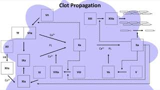 Coagulation Cascade III Propagation [upl. by Atinek]