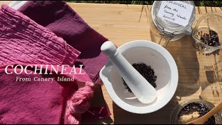 How to NATURAL DYE red and pink with COCHINEAL  Cotton fabric  natural colours  CasaCaribe [upl. by Anaxor796]