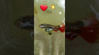 The process of mating and giving birth to fish [upl. by Ajnin]