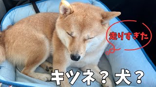 【好きなドッグラン2選】遊びすぎたら、犬かキツネか分からないくらいの寝顔になる豆柴が可愛い [upl. by Anjali]