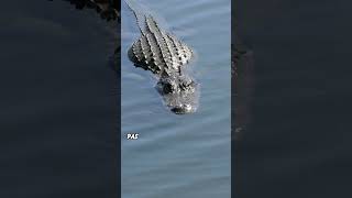 Everglades Airboat Tour Gone Wild Alligators Capsizes and Close Calls [upl. by Annaehs102]