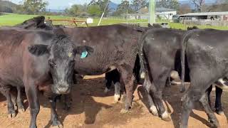 MARSHMAN Angus X heifers [upl. by Airtemed]