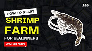 How to Start Shrimp Farming for Beginners  Prawns Farming Guide  Everything you need to know [upl. by Mcconaghy723]