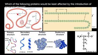 The Role of Mercaptoethanol in Protein Sequencing [upl. by Fernald]