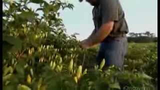 How Its Made Tabasco Hot Sauce Discovery Channel [upl. by Pacorro]