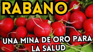 Beneficios del rábano  15 propiedades y beneficios del rábano como se come y contraindicaciones [upl. by Ahsitram]