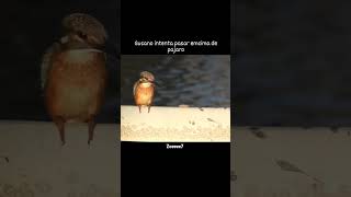 Gusano intenta pasar encima de un pajaro humor meme funny viral parati [upl. by Avika185]