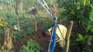 Irrigation par aspersion dune parcelle de tomate [upl. by Adnale]