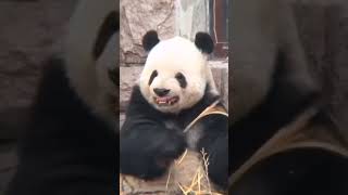 Panda a born comedian pandalife panda animals endangeredspecies [upl. by Esila733]