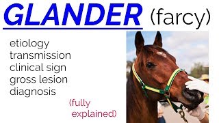 GLANDER  FARCY  disease  etiology  transmission  clinical sign  lesions  diagnosis [upl. by Reagan]