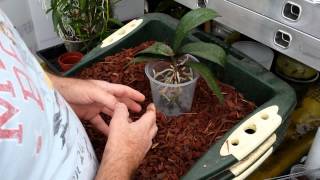 Repotting a Phalaenopsis orchid in to a 15cm clear pot [upl. by Maurice]