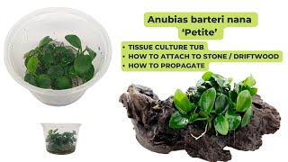 Anubias barteri nana ‘Petite’  Tissue Culture  How to attach to driftwood take care and propogate [upl. by Singleton233]