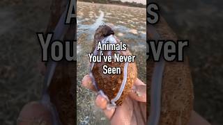 Rare Animals You Have Never Seen facts [upl. by Ardnnaed]