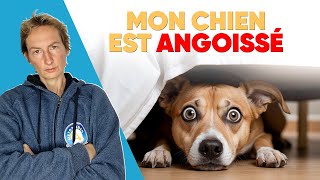 Mon Chien est Angoissé [upl. by Nois75]