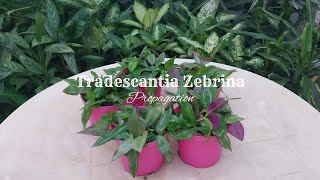 Tradescantia Zebrina Propagation  Wandering Jew Plant [upl. by Fidel769]