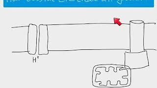 A2 Biology  The Electron Transport Chain and oxidative phosphorylation [upl. by Nahgeem574]