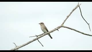 Grauschnäpper spotted flycatcher muscicapa striata birds [upl. by Furlani]