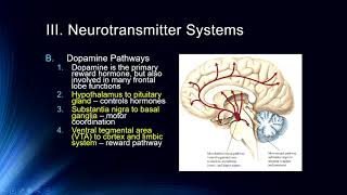 Cog Neuro  Lecture 6 Neurotransmitter Systems [upl. by Arvin]