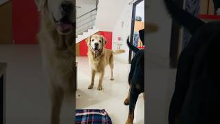 Amazing Retriever  Fetch Game [upl. by Airdnua]