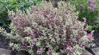 My Monet Weigela [upl. by Clovah382]