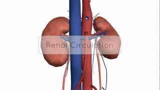 Renal CirculationBlood Supply  Anatomy Tutorial [upl. by Nnyleuqaj]