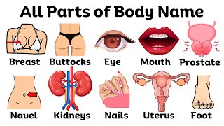 Parts of the Body in English  Basic parts of body  Listen And Practice bodyparts learnenglish [upl. by Yesnyl902]