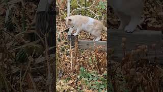 Tomcat farm defense toys with rat Part 3 tomcat rodentcontrol catlife [upl. by Nahshon]