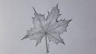 How to Draw Autumn Leaf  Autumn Leaf Sketching [upl. by Adnouqal622]