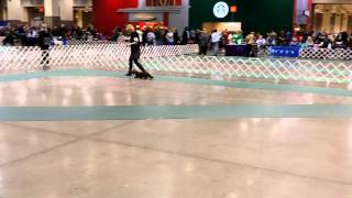 Long Haired Dachshunds in the SKC Show Ring [upl. by Pogah621]