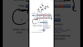 Intron and Exons biology students science neet youtubeshorts [upl. by Judsen]