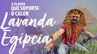 LAVANDA EGÍPCIA  a PLANTA para CLIMAS QUENTES [upl. by Maker631]