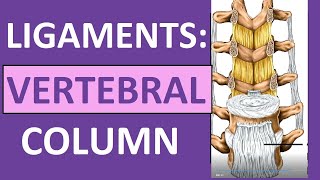 Ligaments of Vertebral Column Anatomy Nuchal Interspinous Supraspinous [upl. by Hayton]