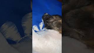 Baby DogDogs FunnyDogs CuteDogs Puppies DogTraining DogVideos DogLovers rescuedogs [upl. by Elimaj]